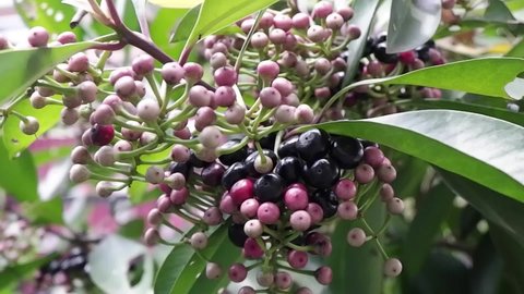 video with a natural concept of a tree with a bunch of black and pink fruits