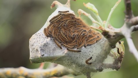 Several tent caterpillars on a nest in a tree branch, close up, macro. Nature