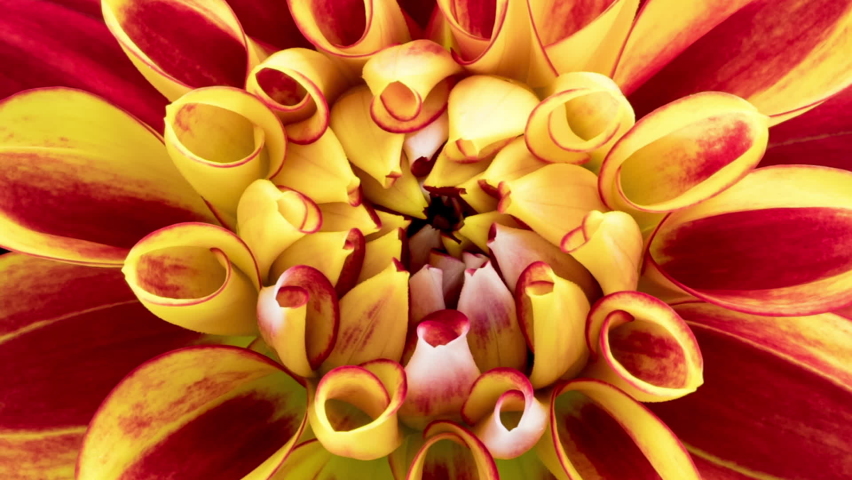Time Lapse of blooming red yellow Dahlia. Timelapse of growing and opening beautiful flower, top view. Time-lapse blooms flower close-up.