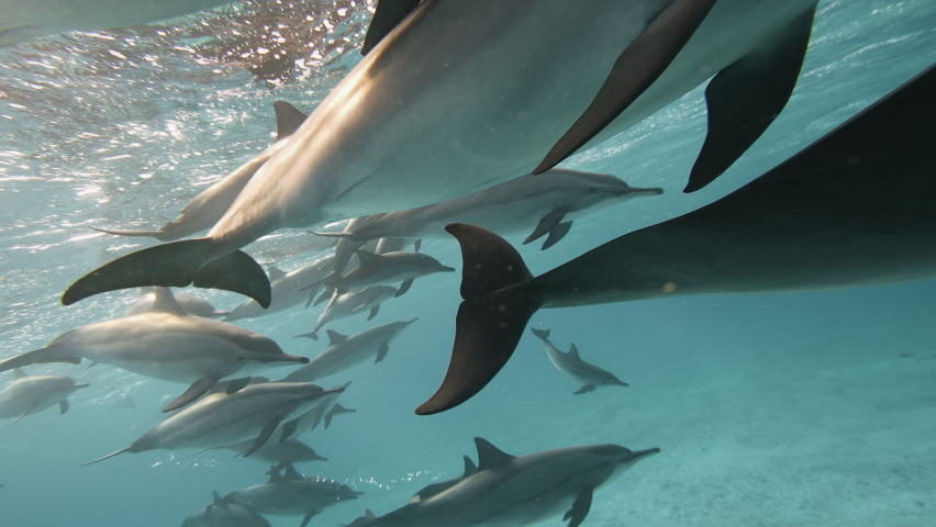 Big Dolphin tale playing in blue water Red sea. Underwater shot wild dolphins breath. Aquatic marine animals natural habitat. Closeup friendly bottlenose. Pod dolphins swim over sandy bottom. Spinner Royalty-Free Stock Footage #1090593243