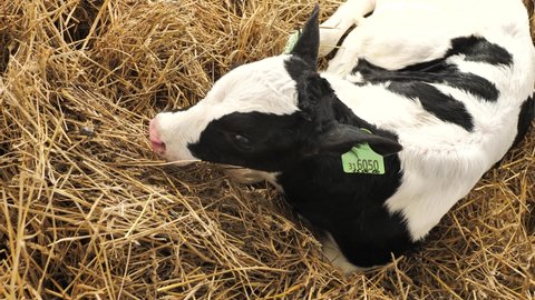 Calf lying on hay in cowshed on dairy farm, mooing , with sound