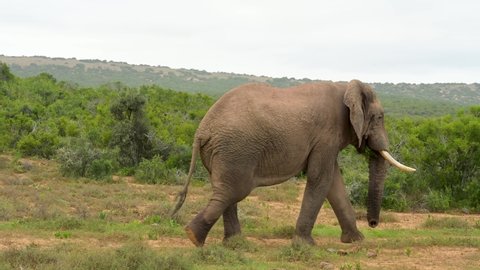 Elephant in the nature reserve Addo Elephant National Park South Africa