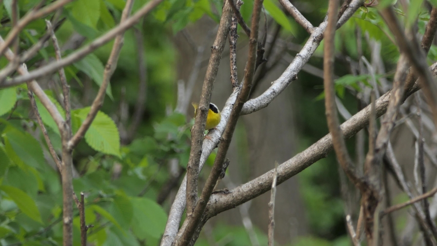 Male Common Yellowthroat Perching On A Leafless Tree In The Forest. wide