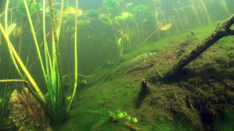 Northern pike (Esox lucius) swims slowly between the plants in the lake, Estonia.