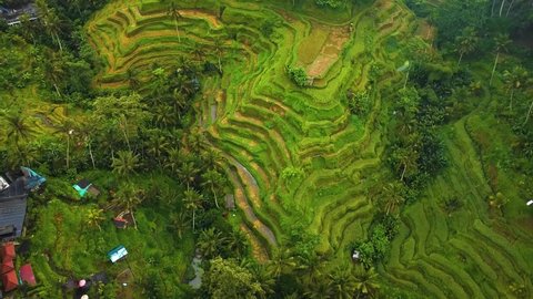 Beautiful cinematic Ubud, Bali drone footage with exotic rice terrace, small farms and agroforestry plantation. This nature air footage is shot using DJI drone in full HD 1080p.