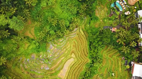 Beautiful cinematic Ubud, Bali drone footage with exotic rice terrace, small farms and agroforestry plantation. This nature air footage is shot using DJI drone in full HD 1080p.