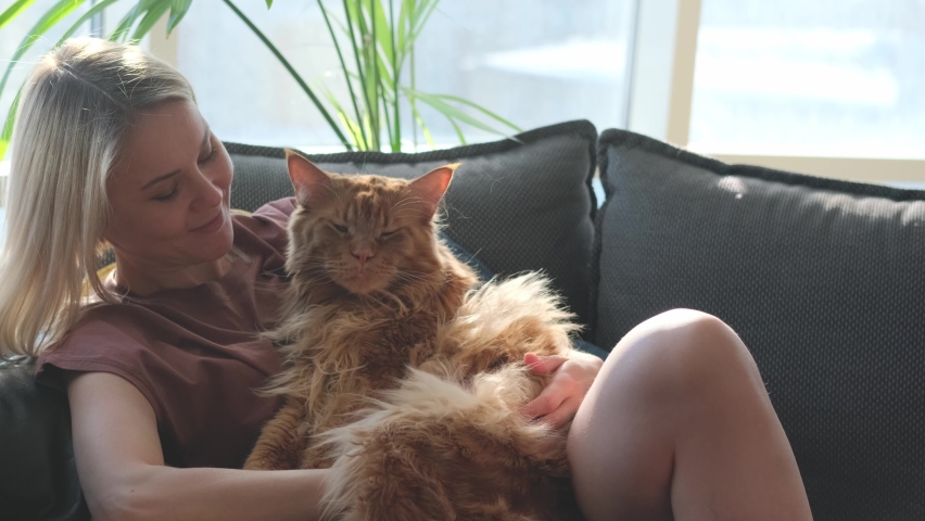 A woman is petting a ginger cat sitting on the couch. A large Maine Coon cat lies in the arms of a cute young woman. Royalty-Free Stock Footage #1090599237