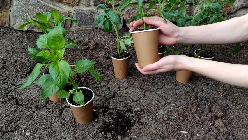 Hands pull seedlings out of a pots close-up. Green seedlings sprouts in craft ecological cups agriculture, spring Planting and gardening concept | Shutterstock HD Video #1090600151