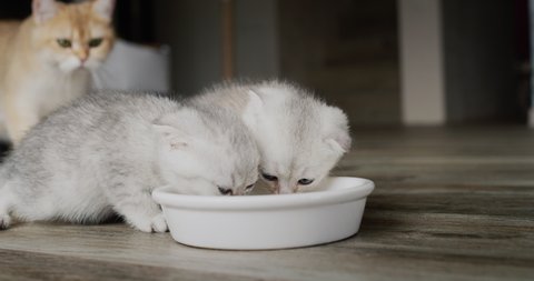 Two cute kittens eat from a common bowl