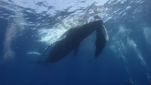 Close-up humpback whale mother and calf underwater in Pacific Ocean. Giant animals Megaptera Novaeangliae huge whales in pure transparent water in Tonga Polynesia
