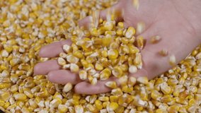 GMO Corn Kernels Maize Macro Shot. Organic Healthy Food. Slow Motion Farmer Holding Organic Corn Maize in Hands Slow Motion Dried Corn Grains Falling on Hands Farmer Texture Background Close Up.  - Powered by Shutterstock - Get 15% off with code: PIKWIZARD15