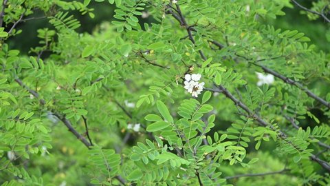 Black locust.Robinia pseudoacacia, commonly known in its native territory as black locust, is a medium-sized hardwood deciduous tree, belonging to the tribe Robinieae of the legume family Fabaceae.