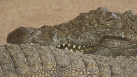 Nile crocodile looking in a natural park