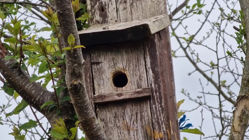 Blue tit (Cyanistes caeruleus) about to leave a bird nest box which is a common small garden songbird found in the UK and Europe, video footage clip Royalty-Free Stock Footage #1090602871