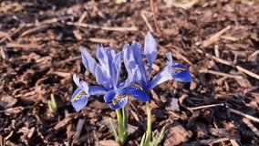 Iris reticulata 'Alida' a spring winter bulbous flowering plant with a blue and yellow springtime flower in February, video footage clip