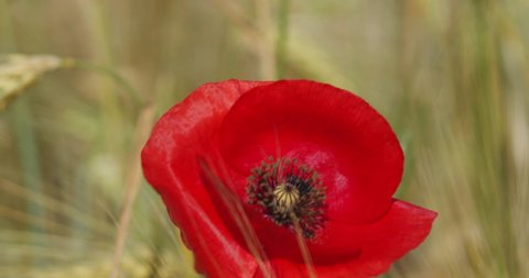 A close-up of the red poppy in a wheat field 