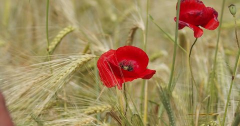 A girl is touching a common poppy flower in a wheat field 