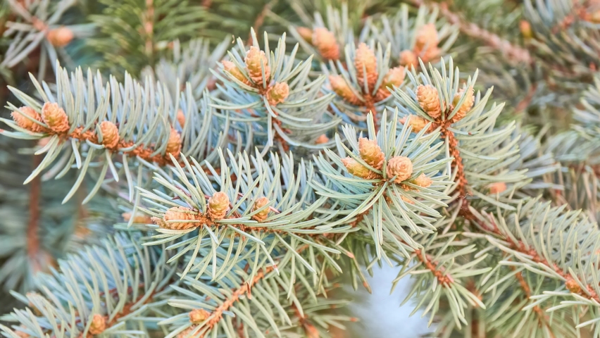 Blue spruce (Picea pungens), also commonly known as green, white, Colorado spruce, or Colorado blue spruce, is spruce tree. It is native to North America. Royalty-Free Stock Footage #1090604349