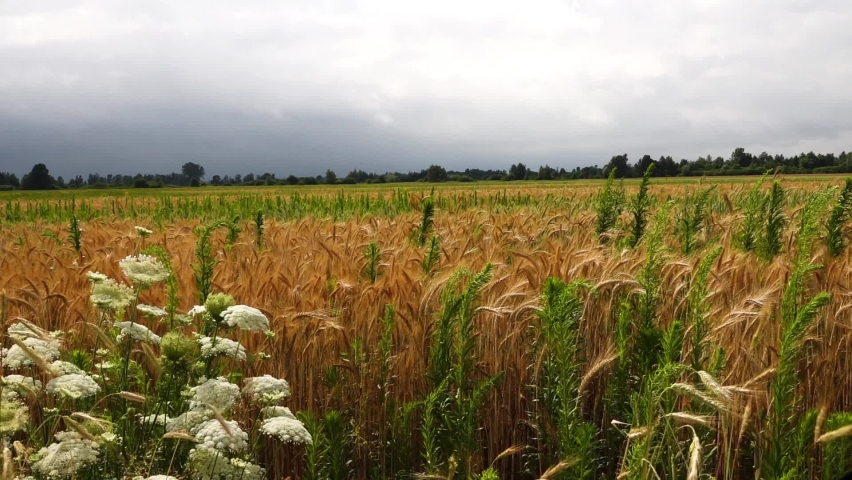 Rye (Secale cereale) is grass grown extensively as grain, cover crop and forage crop. It is member of wheat tribe (Triticeae) and is closely related to both wheat (Triticum) and barley (genus Hordeum) Royalty-Free Stock Footage #1090604377