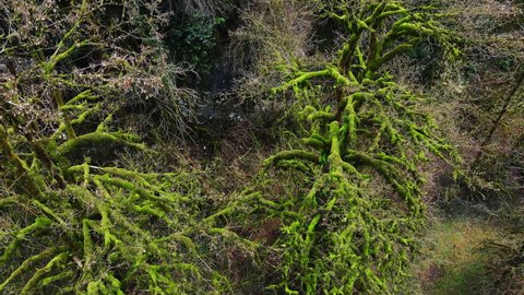 Tree in subtropics completely entangled in evergreen climbing liana. Ivy (lat. Hedera helix) is an evergreen climbing shrub. Drone view