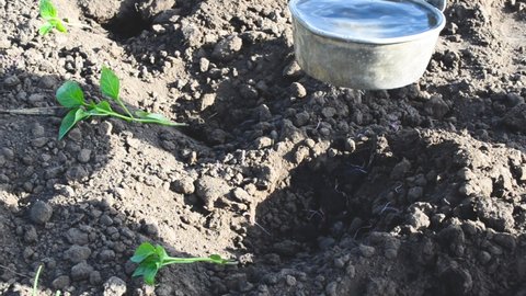Farmer planting bell pepper , sprouts of pepper in soil. Agronomy video