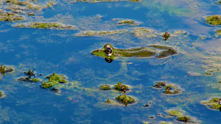 Dragonflies lay their eggs on plants. Ukraine