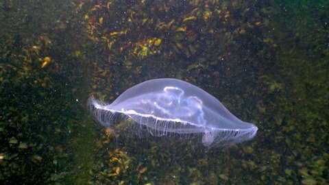 Floating in the water column Common (moon) jellyfish (Aurelia aurita), Black Sea
