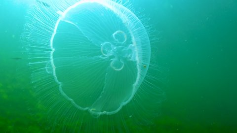 Floating in the water column Common (moon) jellyfish (Aurelia aurita) swims over algae in the Black Sea