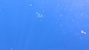 Shark wounded by plastic fishing net swims in search of tuna fish against blue background of underwater ocean abyss, surrounded by school of fish. Plastic pollution. Slow motion video in ocean.