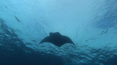 Gigantic Black Oceanic Manta Ray floating on a background of blue water in search of plankton looking for food. Underwater scuba diving in Maldives. Slow motion.