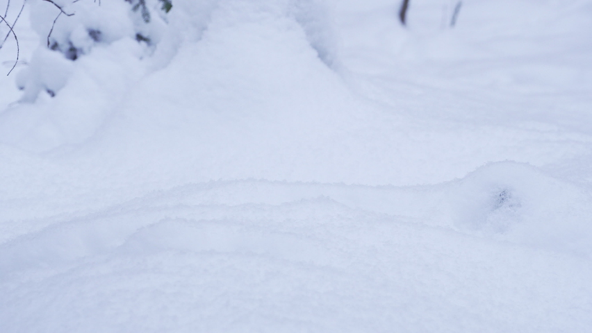 The red fox jumps into the snow and catches the mouse.