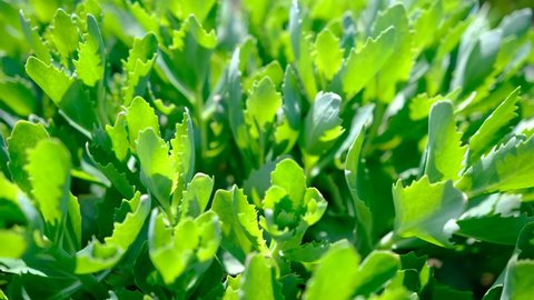 Stonecrop green sedum hybridum immergrunchen flowers plant shaking by wind in sunlights