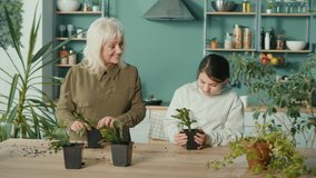 Granny and Granddaughter Taking Care of Plants,Transplants Home Plants Into New Pots. Seedlings for Home Flowers. Household Chores Together With Children.Transfer Skills From Generation to Gen Concept