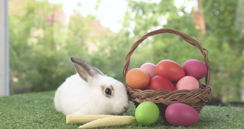 Lovely bunny easter fluffy baby rabbit eating baby corn with a basket full of colorful easter eggs on green garden nature background. Symbol of easter festival.