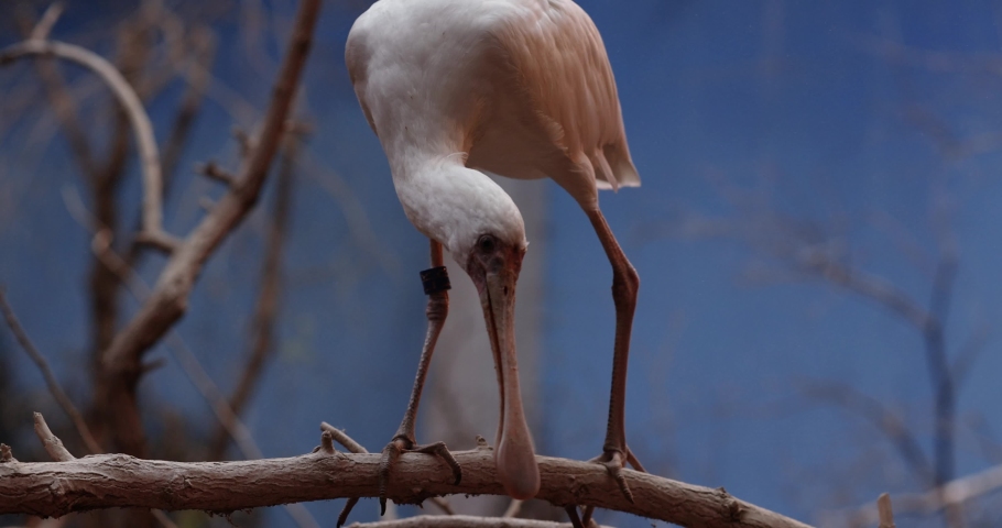 Roseate spoonbill with its long paddle-shaped beak and pink plumage.