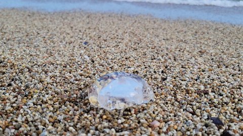 jellyfish on the sea shore