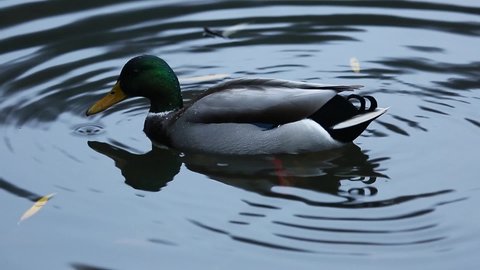 green-headed drake on the water. wild birds in natural habitat. gray mallard dives into the water close-up