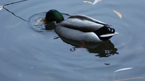 green-headed drake on the water. wild birds in natural habitat. gray mallard dives into the water close-up