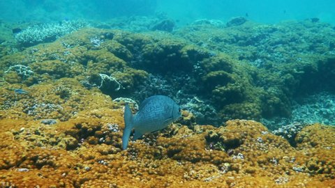 Underwater video of Gray drummer or Bermuda Chub or Kyphosus sectatrix swimming among coral reefs in Andaman Sea. Tropical sea fish on snorkeling or dive on island. Marine life of Thailand