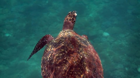 Hawksbill sea turtle at the Thailand seen while diving and snorkeling underwater. Great turtle animal, undersea marine life, tropical turtle in wild nature. 