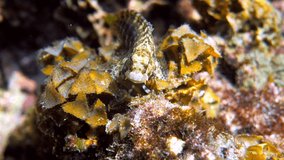 Underwater video of Fine-spotted blenny or Salarias guttatus hiding among coral reefs in Andaman Sea. Tropical sea fish on snorkeling or dive on island. Marine life of Thailand