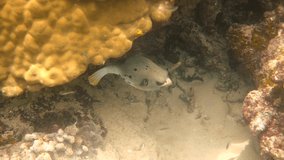 Underwater video of Blackspotted puffer hiding among coral reefs in Andaman Sea. Tropical sea fish on snorkeling or dive on island. Marine life of Thailand