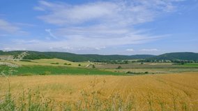 4k Video. Great wheat agricultural field and green hill and blue sky background. Beautiful nature and landscape video.