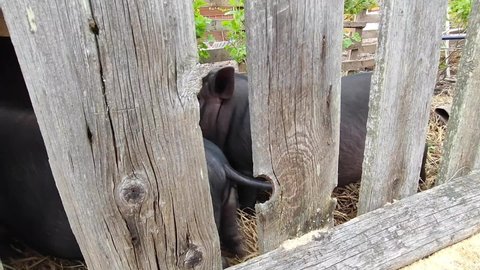 Cute little black pig. Funny black piglet on the farm looks curiously at the camera. A curious pet pig