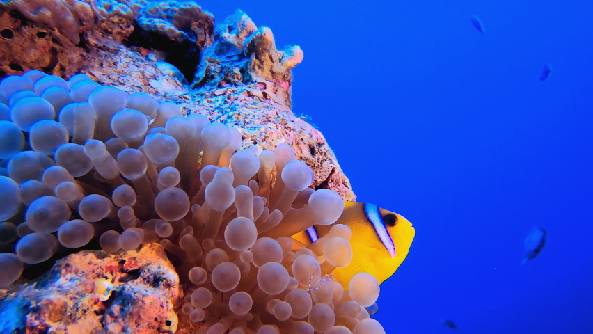 Underwater Anemone Clown Fish. Underwater tropical clownfish (Amphiprion bicinctus) and sea anemones. Underwater fish reef marine. Tropical colourful underwater seascape. Reef coral scene. | Shutterstock HD Video #1090615935