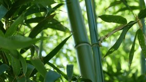 A beautiful video of bamboo thickets in the forest of Asia.