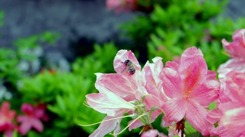 Bee on spring azalea flower