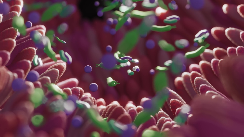 Microbiome intestine factories and microbiota. Gut health 3d render. Microvilli with factories in intestine  | Shutterstock HD Video #1090618645