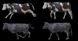 Set of black cow walking and running realistic animation. Isolated animal video including alpha channel allows to add background in post-production. Element for visual effects.