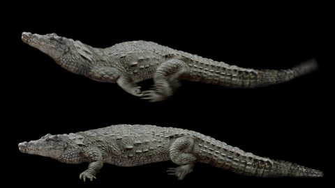 Set of crocodile realistic animation. Isolated animal video including alpha channel allows to add background in post-production. Element for visual effects.